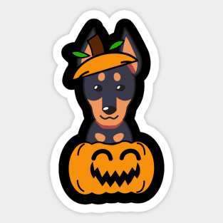 Funny alsatian is in a pumpkin Sticker